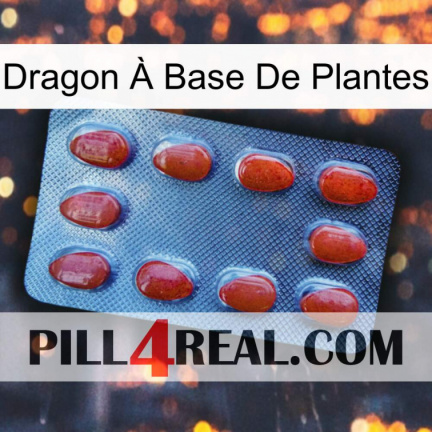 Dragon À Base De Plantes 06
